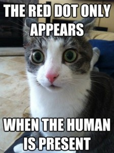 Clarity-Cat