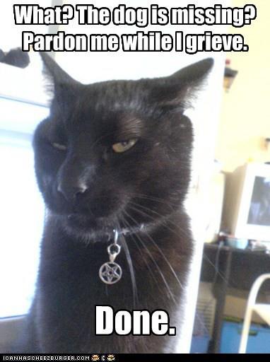 best funny cat pic best funny cat pic