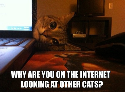 best funny cats best funny cats