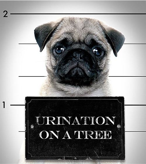best funny dogs best funny dogs