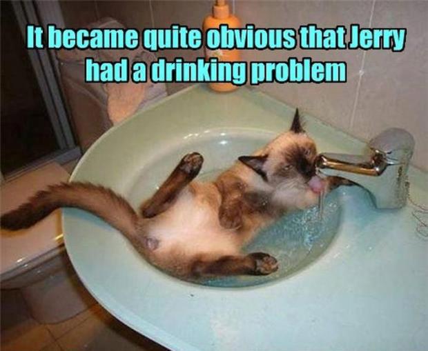 best hilarious lolcat joke