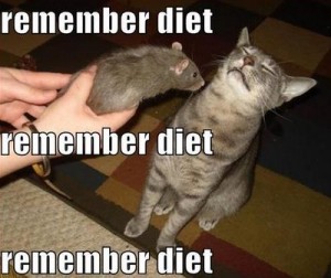 cat diet funny pic