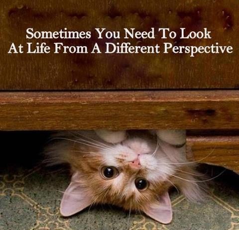 cat funny joke cat funny joke