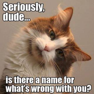 caturday meme caturday meme