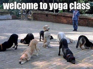 dog-yoga-joke.jpg