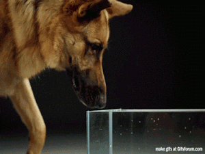 dogdrinking