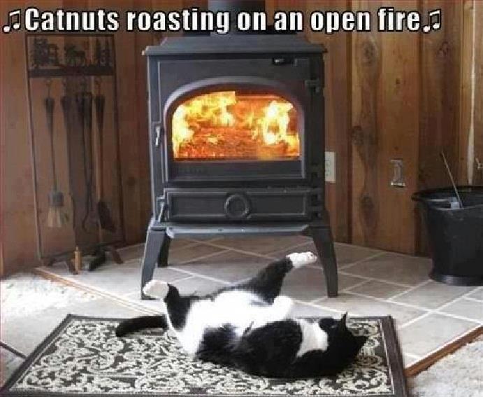 favorite lolcat funny pic