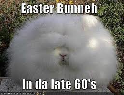funny animal images funny animal images