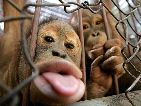 funny-animal-pictures funny-animal-pictures