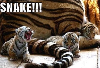 funny animals tiger funny animals tiger