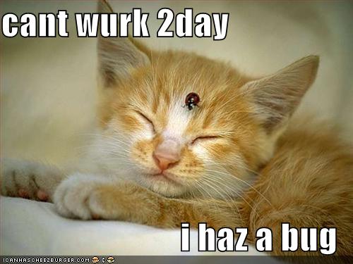 funny cat photos funny cat photos