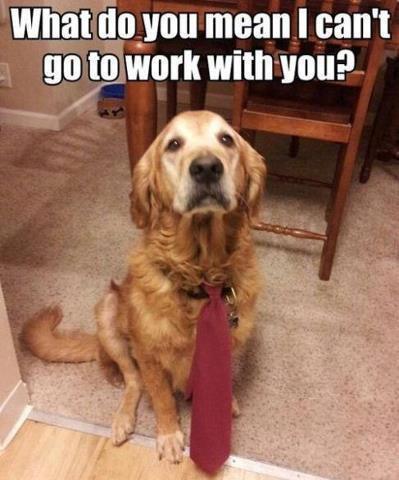 funny dog pics2 funny dog pics2