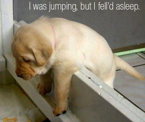 funny dogs pics 3