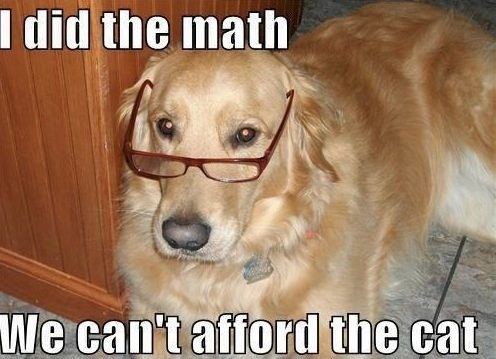 funny-dogs-pics.jpg