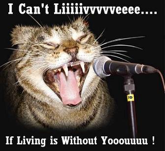 funny funny cat funny funny cat