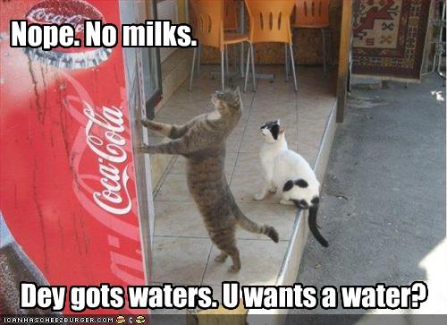 funny funny cats funny funny cats