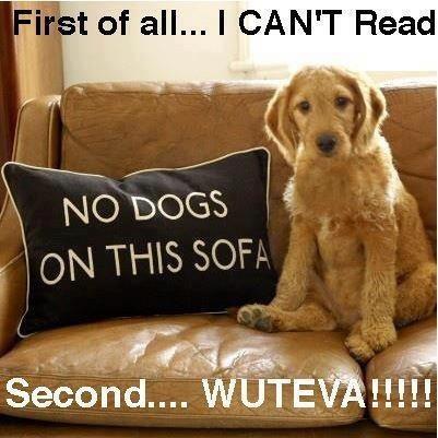 funny funny dog joke pic