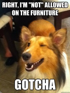 funny funny dogs