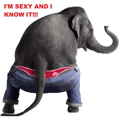 funny sexy animal funny sexy animal