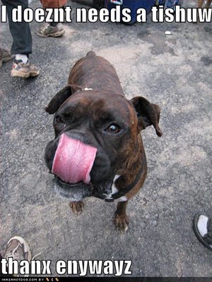 funny_dog_images funny_dog_images