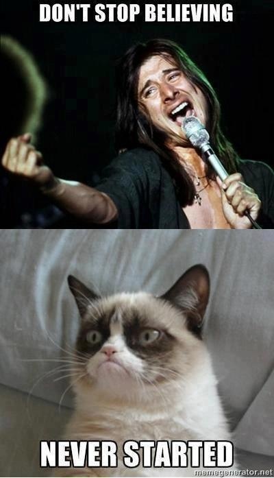 hilarious cat pic 15 hilarious cat pic 15