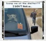 hilarious dog joke 11