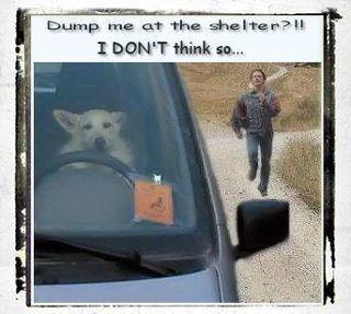 hilarious dog joke 11
