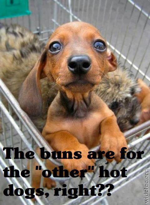 hilarious dog pic hilarious dog pic