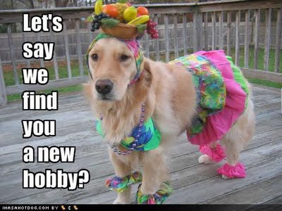 silly dog joke silly dog joke