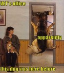 funny dog pic