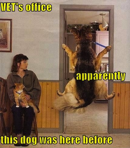funny dog pic