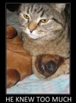 best funny lolcat