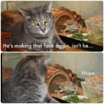 best really funny cat pic