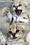 cat baby funny pic