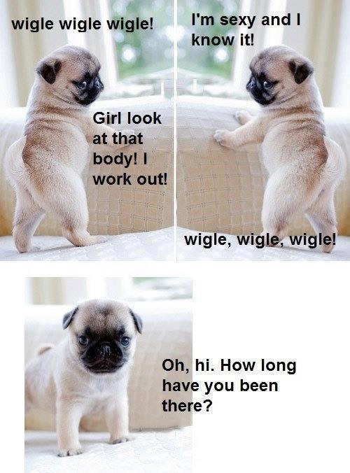 funny funny dog pic
