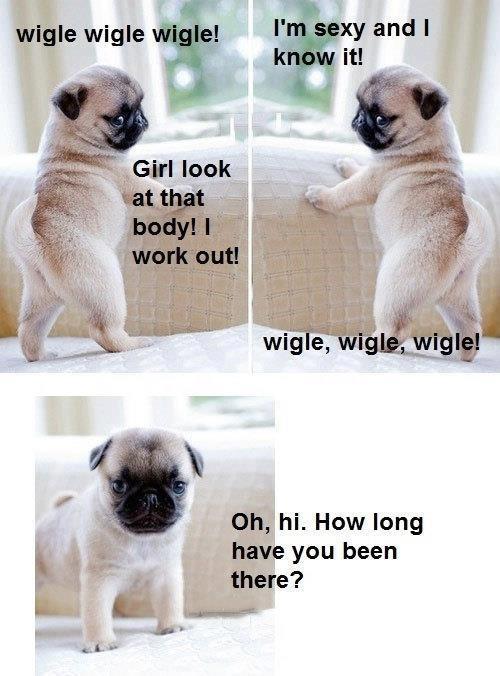 http://www.bestfunnyjokes4u.com/wp-content/uploads/2013/02/funny-funny-dog-pic-12.jpg