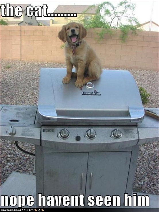 funny dog-pictures-of-the-day