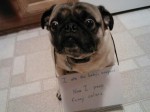 funny-pug