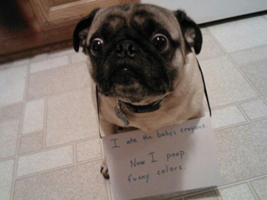funny-pug