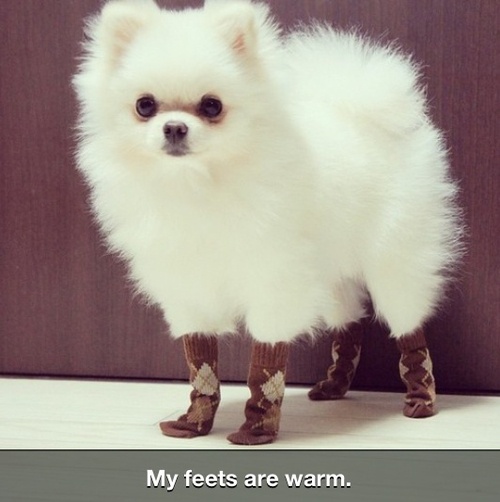hilarious dog pic