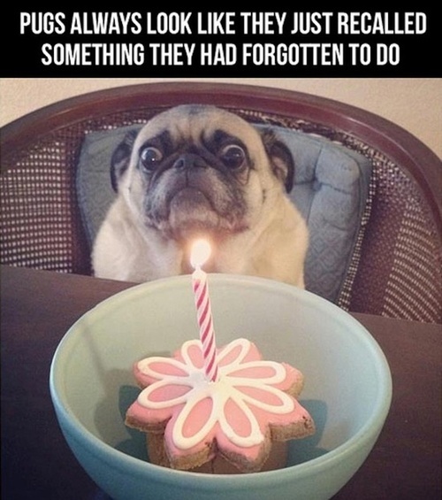 hilarious pug joke pic