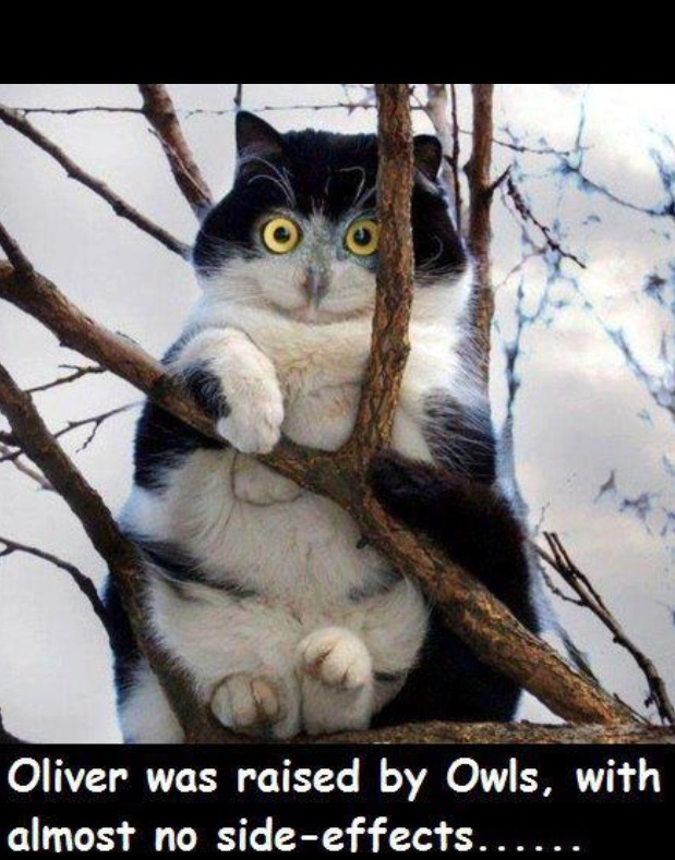 best funny cat pic