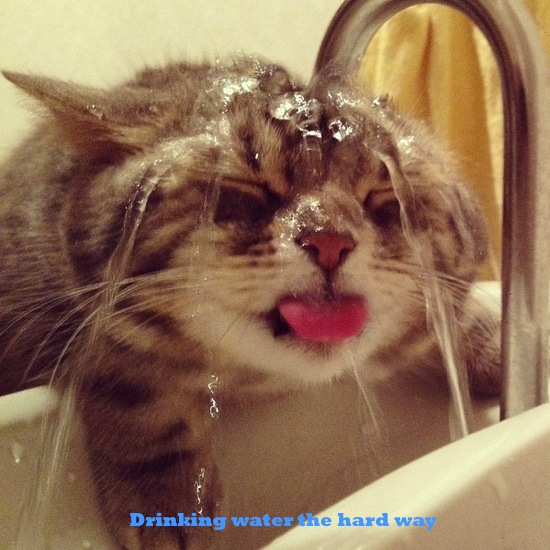 best funny cat picture joke