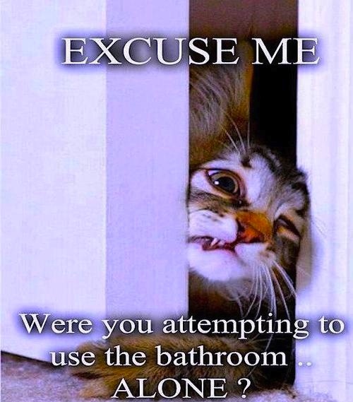 funny cat pic