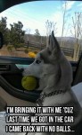 funny dog joke pic