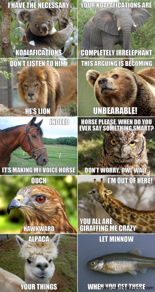 LOL – Funny Animals Joke Pic!