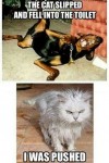 hilarious dog cat