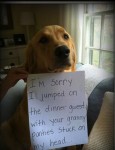 hilarious dog pic