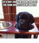 hilarious funny dog joke pic