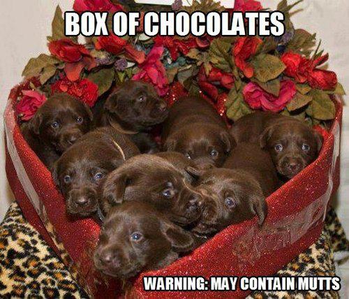 hilarious funny dog pic